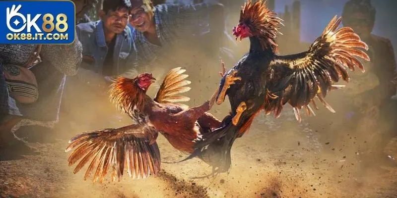 Đá Gà BJ88 Ok88 – Mãn Nhãn Với Những Màn Giao Đấu Gay Cấn 7 đá gà BJ88