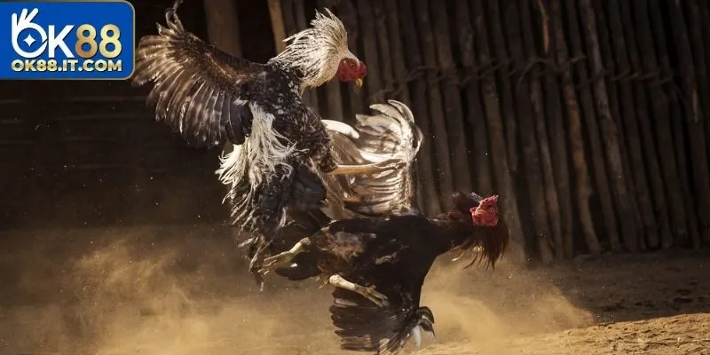 Đá Gà Thomo - Khám Phá Những Trận Đấu Kịch Tính Của Thần Kê 8 Đá gà Thomo