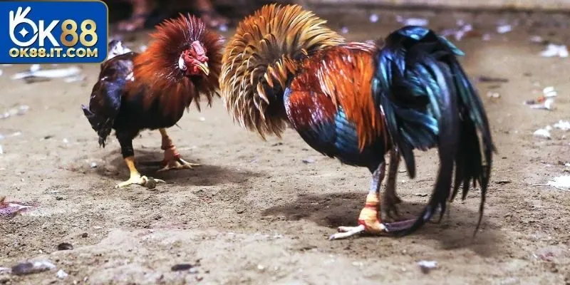 Đá Gà Thomo - Khám Phá Những Trận Đấu Kịch Tính Của Thần Kê 2 Sơ lược về hình thức thi đấu Thomo đá gà