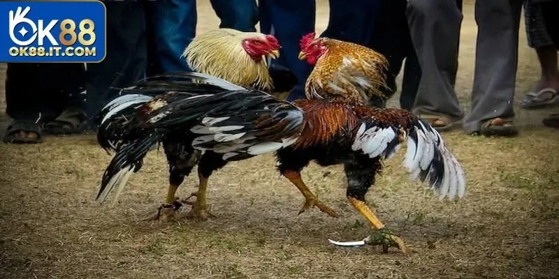 Đá Gà 179 - Trận Đấu Đỉnh Cao, Kèo Cược Siêu Hấp Dẫn 13 đá gà 179