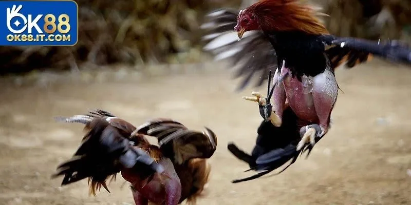 Đá gà 179 là sân chơi lý tưởng để bạn tham gia