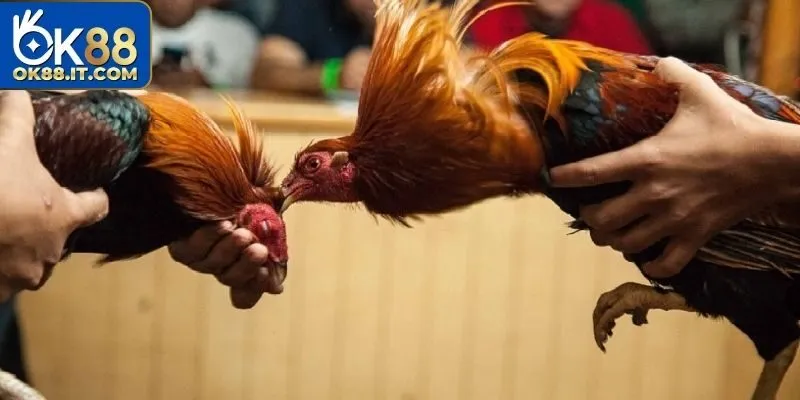 Đá Gà 88 – Đấu Trường Hồi Hộp, Gay Cấn Và Đầy Bất Ngờ 2 Đá gà 88 là sân chơi uy tín đã được cấp phép