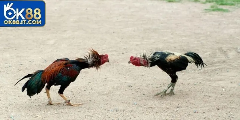 Đá Gà BJ88 Ok88 – Mãn Nhãn Với Những Màn Giao Đấu Gay Cấn 2 Đá gà BJ88 giúp bạn tham gia mọi lúc mọi nơi