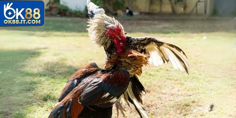 Đá Gà BJ88 Ok88 – Mãn Nhãn Với Những Màn Giao Đấu Gay Cấn 4 Những cú đá nhanh nhẹn không thể rời mắt