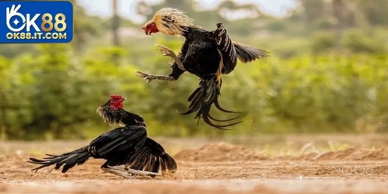 Đá Gà C1 Ok88 – Nơi Hội Tụ Những Chiến Kê Huyền Thoại 4 Nhanh nhẹn linh hoạt là ưu điểm của giống này