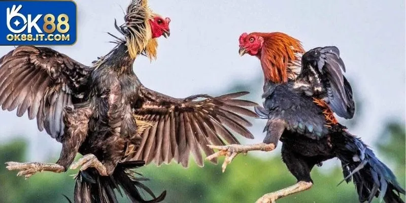 Đá Gà C4 Ok88 - Sàn Đấu Rực Lửa Cùng Chiến Kê Xuất Sắc 15 đá gà C4