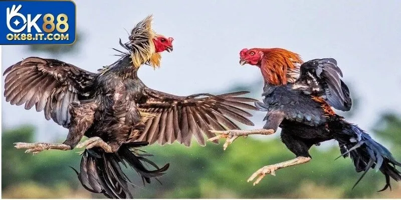 Đá Gà Campuchia Ok88 - Thiên Đường Giải Trí Số 1 Hiện Nay 4 Mẹo chơi chọi gà thắng lớn & đậm