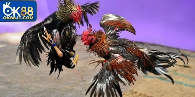 Đá Gà Campuchia Ok88 - Thiên Đường Giải Trí Số 1 Hiện Nay 2 Đá gà Campuchia mang đến cho người chơi những trận đấu kinh điển