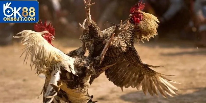 Đá Gà Cựa Sắt - Thông Tin Về Hình Thức Cá Cược Hấp Dẫn 3 Quy định thi đấu đá gà công bằng