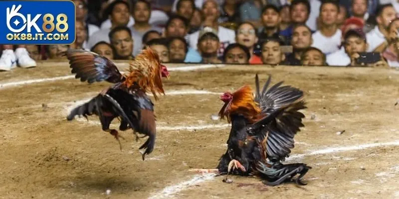 Sân chơi sở hữu nhiều hình thức chơi hấp dẫn và thú vị