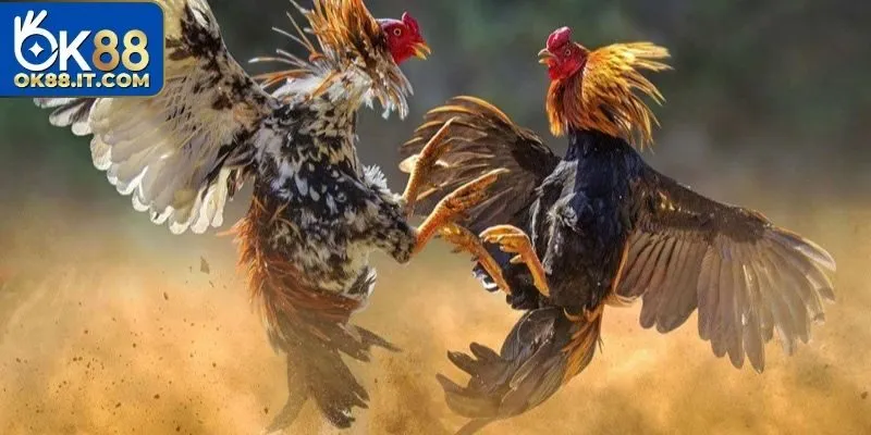 Kinh nghiệm tham gia trận đấu thắng lớn và siêu khủng