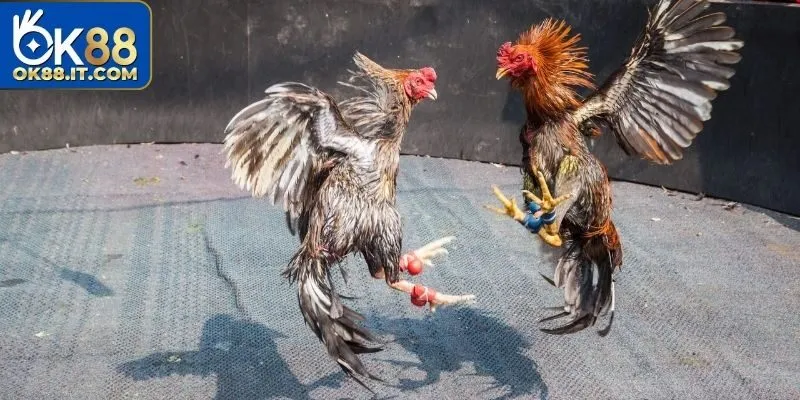 Đá gà online phát sóng trực tuyến tất cả các giải đấu lớn nhỏ trên trường gà lớn