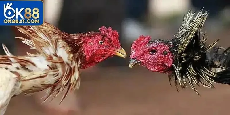 Đá Gà Thomo - Khám Phá Những Trận Đấu Kịch Tính Của Thần Kê 4 Có nhiều hình thức đá gà Thomo hấp dẫn