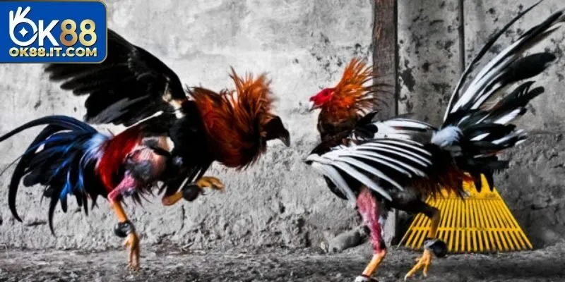 Đá Gà 88 – Đấu Trường Hồi Hộp, Gay Cấn Và Đầy Bất Ngờ 3 Hứa hẹn mang lại những kèo cược với tỷ lệ thưởng cao