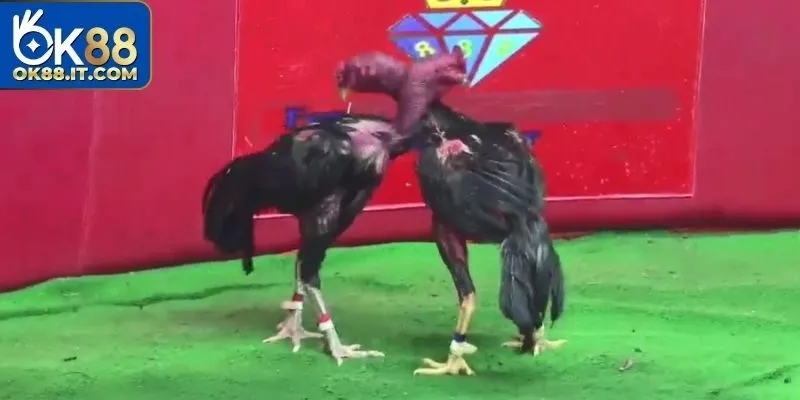 Đá Gà C1 Ok88 – Nơi Hội Tụ Những Chiến Kê Huyền Thoại 3 Ít cuộc chiến có kết thúc là hoà