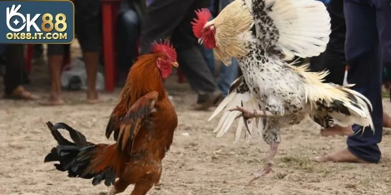 Đá Gà 88 – Đấu Trường Hồi Hộp, Gay Cấn Và Đầy Bất Ngờ 4 Kiểm tra tình trạng sức khoẻ của gà trước khi tham gia