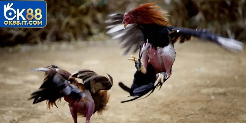 Đá Gà Mạng - Phát Sóng Trực Tiếp Những Màn Thi Đấu Đẳng Cấp 2 Tìm hiểu về hình thức chọi gà mạng siêu hot