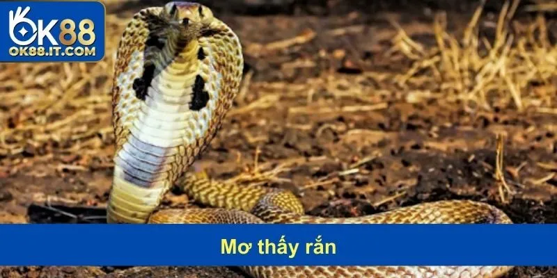 Mơ Thấy Rắn Có Ý Nghĩa Gì? Những Con Số Tài Lộc Liên Quan 11 mơ thấy rắn