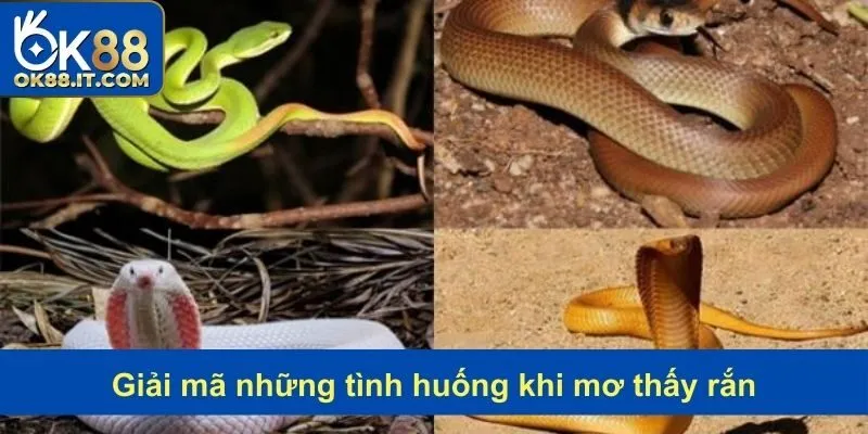 Những dự báo khi mơ thấy rắn