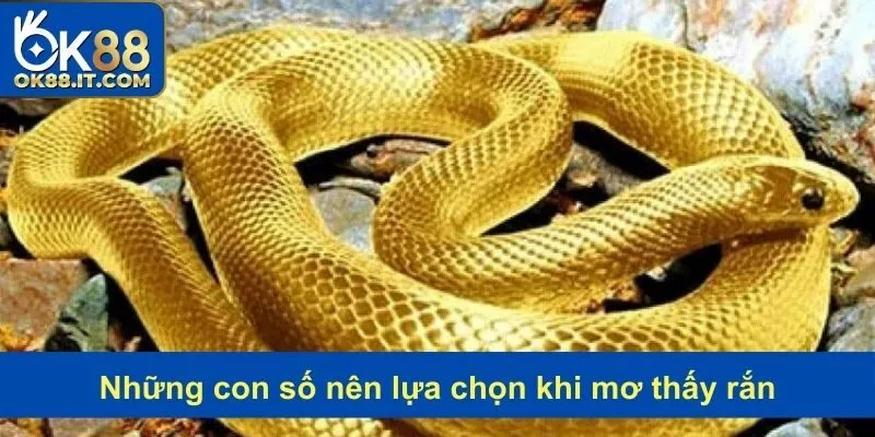 Tổng hợp những bộ số mang đến tài lộc trong chiêm bao thấy rắn