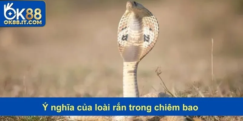 Ý nghĩa của loài động vật trong chiêm bao dưới góc nhìn phong thủy