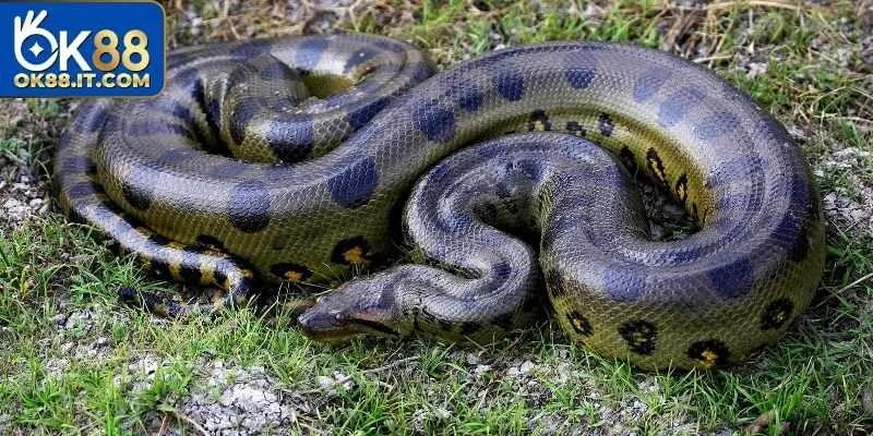 Giải Mã Mơ Thấy Trăn Ok88 Có Ý Nghĩa Gì Và Con Số May Mắn 12 mơ thấy trăn