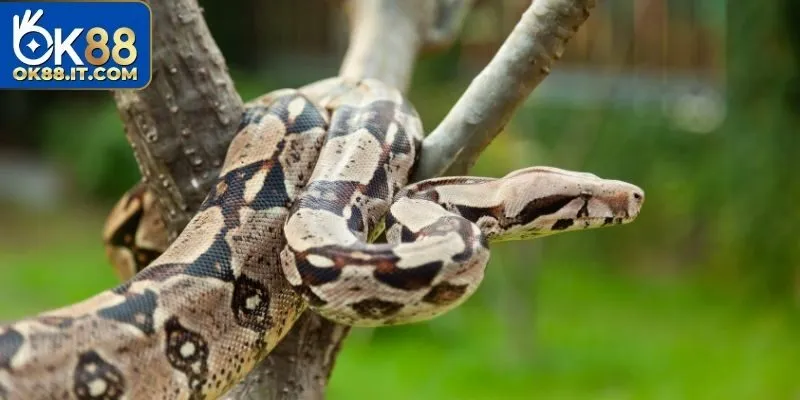 Những kết quả được Ok88 thu thập từ các chuyên gia