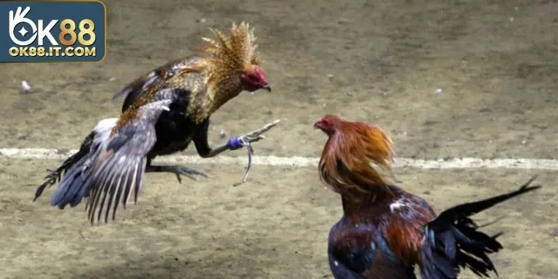 Trọng tài đều là những giám sát viên kỹ tính