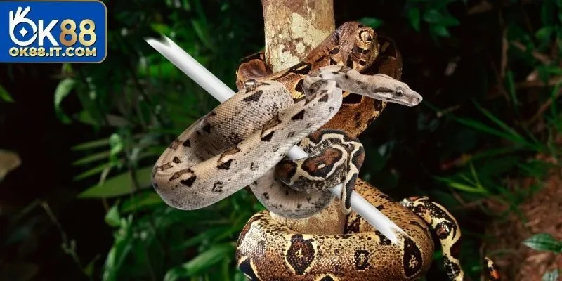 Mơ thấy trăn sẽ được giải nghĩa theo từng trường hợp