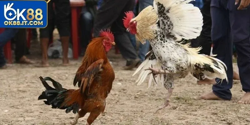 Đá Gà BJ88 Ok88 – Mãn Nhãn Với Những Màn Giao Đấu Gay Cấn 3 An tâm tham gia không lo rủi ro lộ thông tin