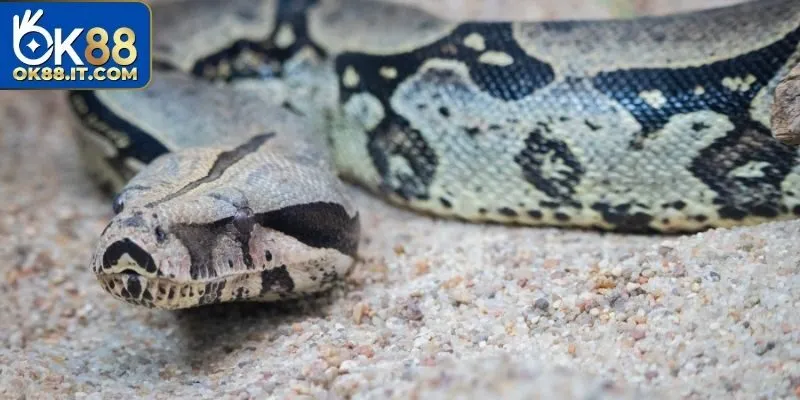 Nhiều người thắc mắc vì họ coi đây là cơn ác mộng