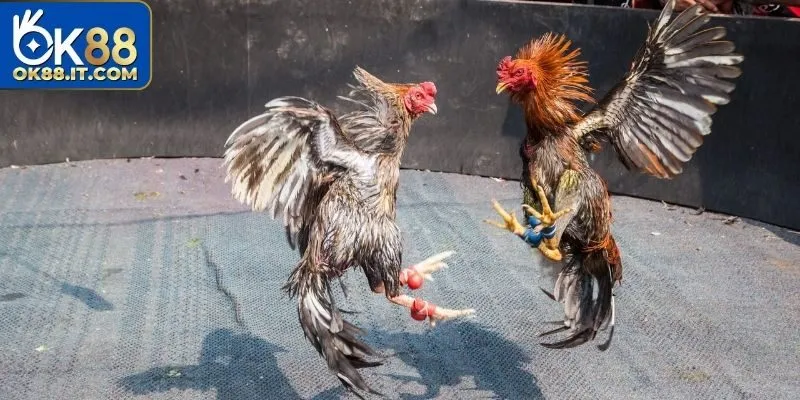 Đá Gà Cựa Sắt - Thông Tin Về Hình Thức Cá Cược Hấp Dẫn 4 Mẹo dự đoán đá gà cựa sắt cho newbie