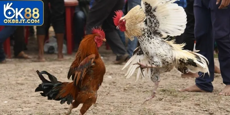 Đá Gà Mạng - Phát Sóng Trực Tiếp Những Màn Thi Đấu Đẳng Cấp 4 Mẹo dự đoán đá gà mạng bất bại