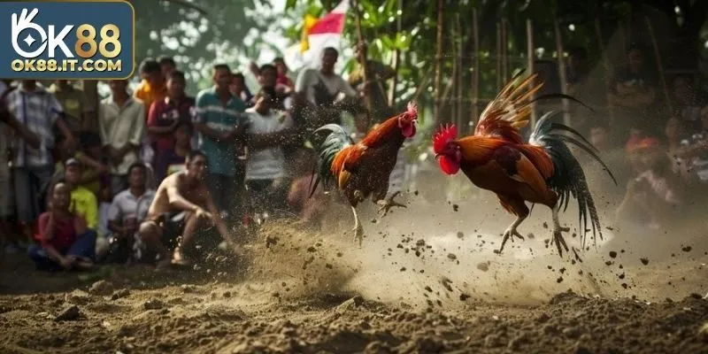 Rủi ro cao đi kèm phần thưởng lớn từ Ok88