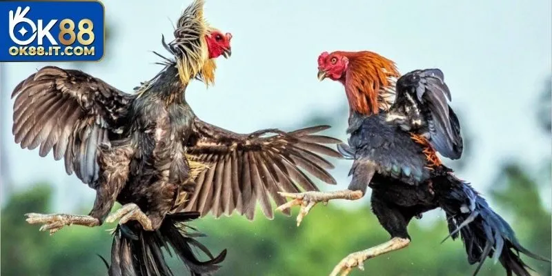 Đá Gà Thomo - Khám Phá Những Trận Đấu Kịch Tính Của Thần Kê 3 Cược chấp đối với đá gà Thomo