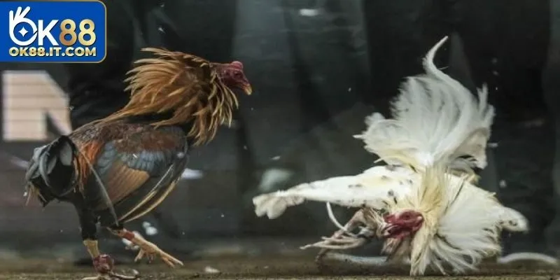 Thành viên có thể tham gia, lựa chọn loại hình mình yêu thích