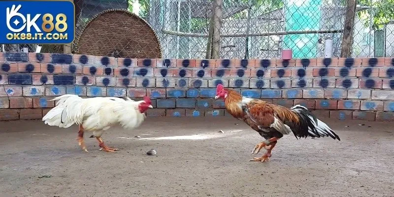 Đá Gà Gemwin - Sân Chơi Cựa Sắt Đỉnh Cao, Thưởng Hấp Dẫn 3 Điểm mạnh nổi bật khi tham gia đá gà Gemwin