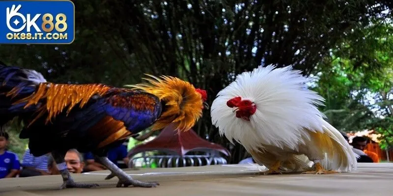 Đá Gà Campuchia Ok88 - Thiên Đường Giải Trí Số 1 Hiện Nay 3 Quy định thời gian thi & nghỉ