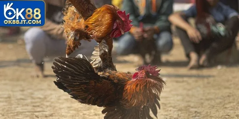 Đá Gà Mạng - Phát Sóng Trực Tiếp Những Màn Thi Đấu Đẳng Cấp 3 Quy tắc tổ chức chọi gà mạng chuyên nghiệp