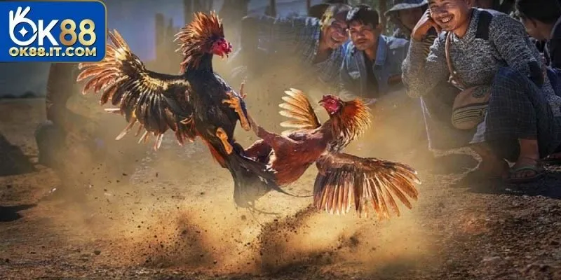 Đá Gà Gemwin - Sân Chơi Cựa Sắt Đỉnh Cao, Thưởng Hấp Dẫn 4 Toàn bộ quy trình tham gia chơi đá gà Gemwin chỉ mất vài phút để hoàn tất