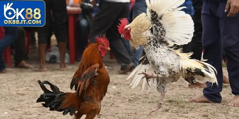 Nắm vững thông tin về đà gà C4 