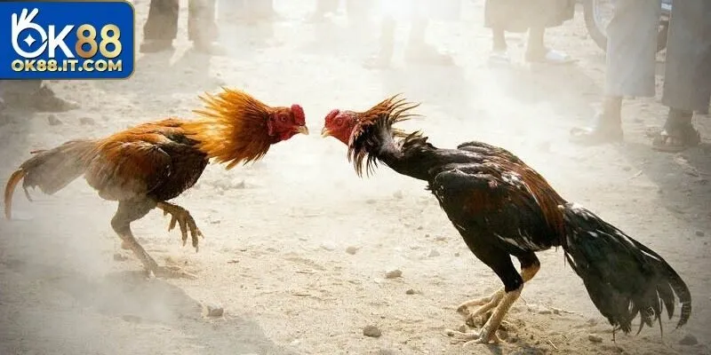 Trận đấu được tổ chức quy tụ nhiều chiến kê lẫy lừng